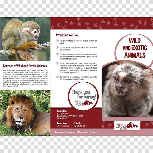 Exotic pet Animal welfare Wildlife, rare animals transparent background PNG clipart