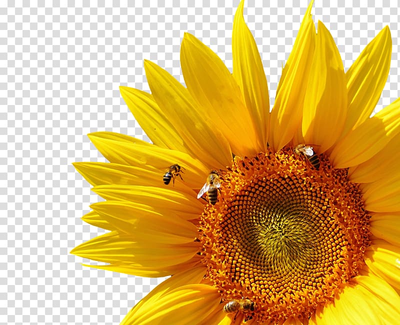 Bumblebee Common sunflower Insect, chrysanthemum transparent background PNG clipart