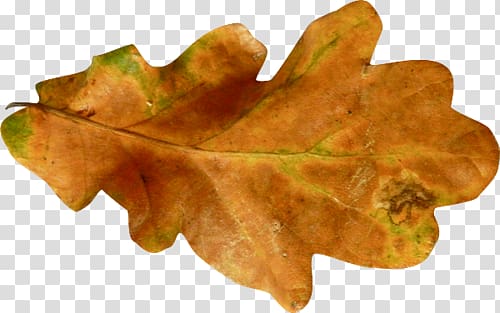 Autumn leaves transparent background PNG clipart