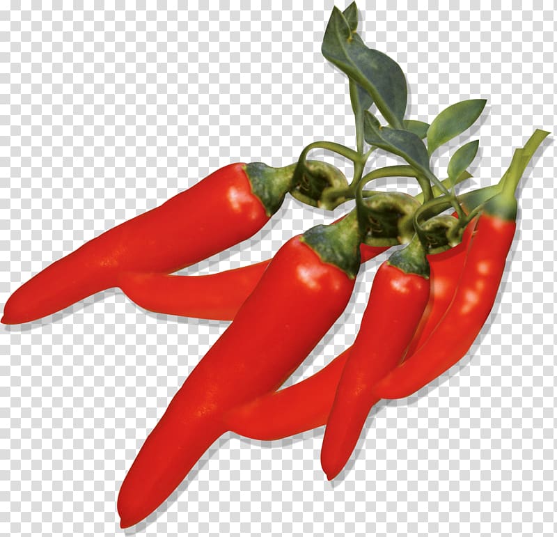 Capsicum annuum Chili pepper Fruit , Chilli pepper transparent background PNG clipart