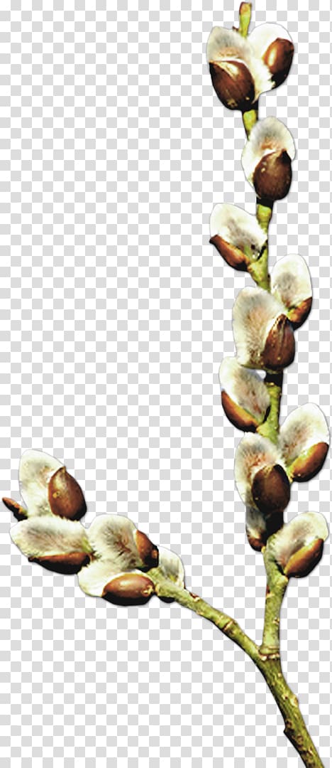 Pussy willow Flower Tree , flower transparent background PNG clipart