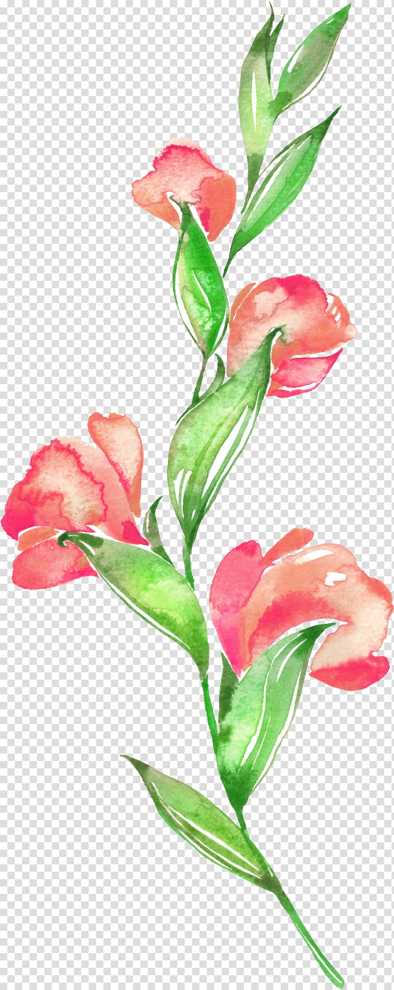 red gladiola flower , Floral design Flower Watercolor painting, Floral material floral background material transparent background PNG clipart