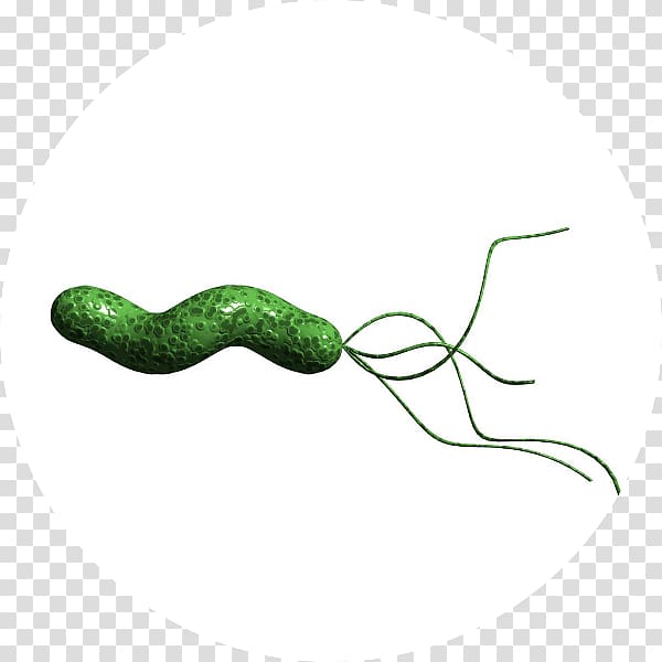 Helicobacter Pylori Infection Bacteria Gastritis Stomach, health transparent background PNG clipart