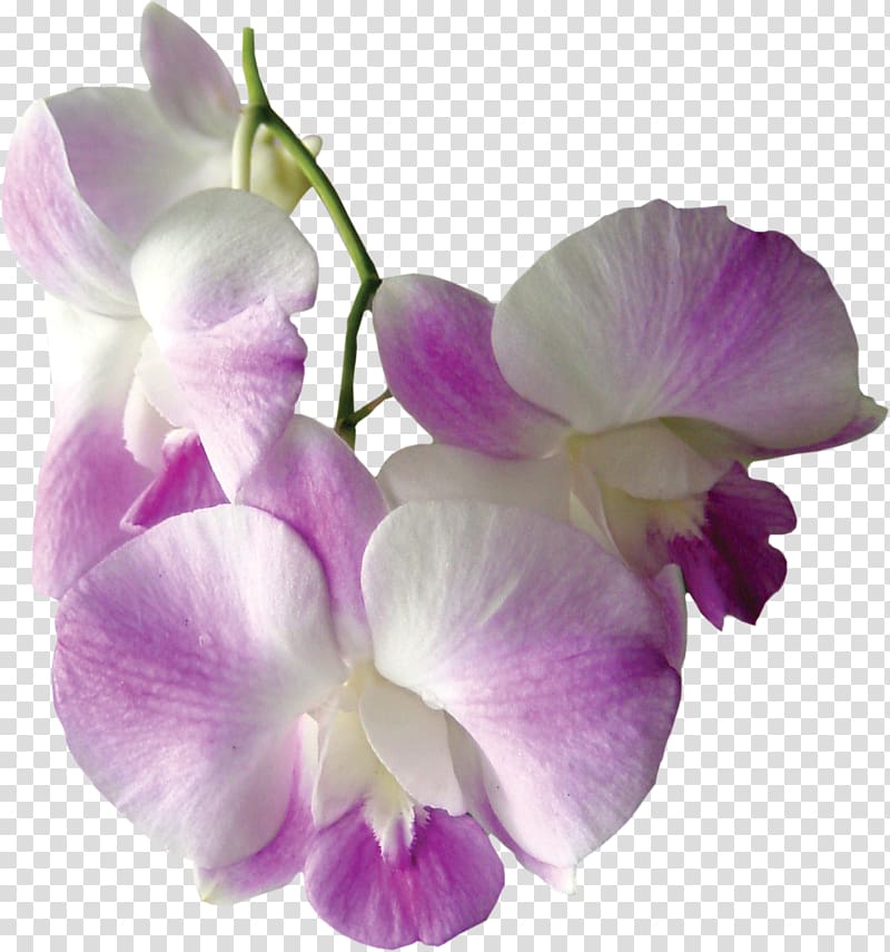 Flower Spathoglottis, gladiolus transparent background PNG clipart