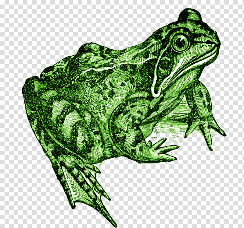 The Common Frog Amphibian Toad, frog transparent background PNG clipart