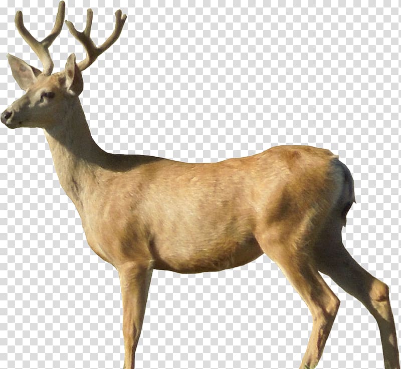 White-tailed deer Moose Roe deer, Deer transparent background PNG clipart