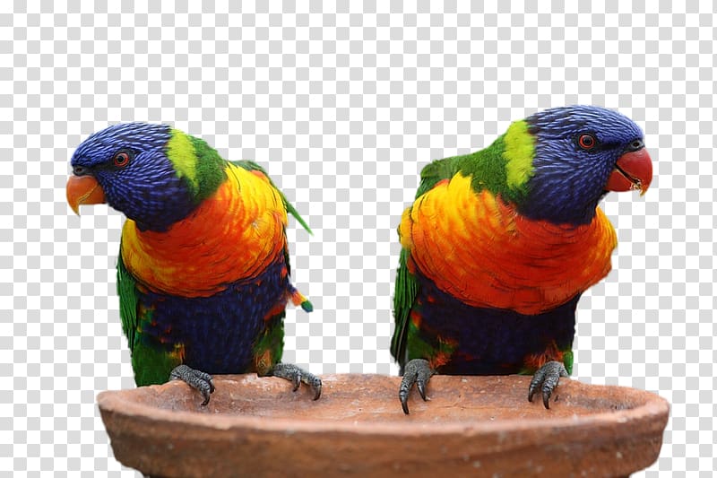 Bird Perroquet Parrot Australia True macaws, Bird transparent background PNG clipart