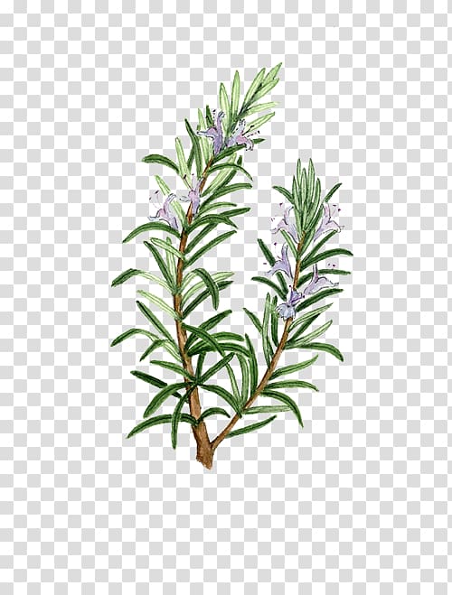 rosemary plant material transparent background PNG clipart