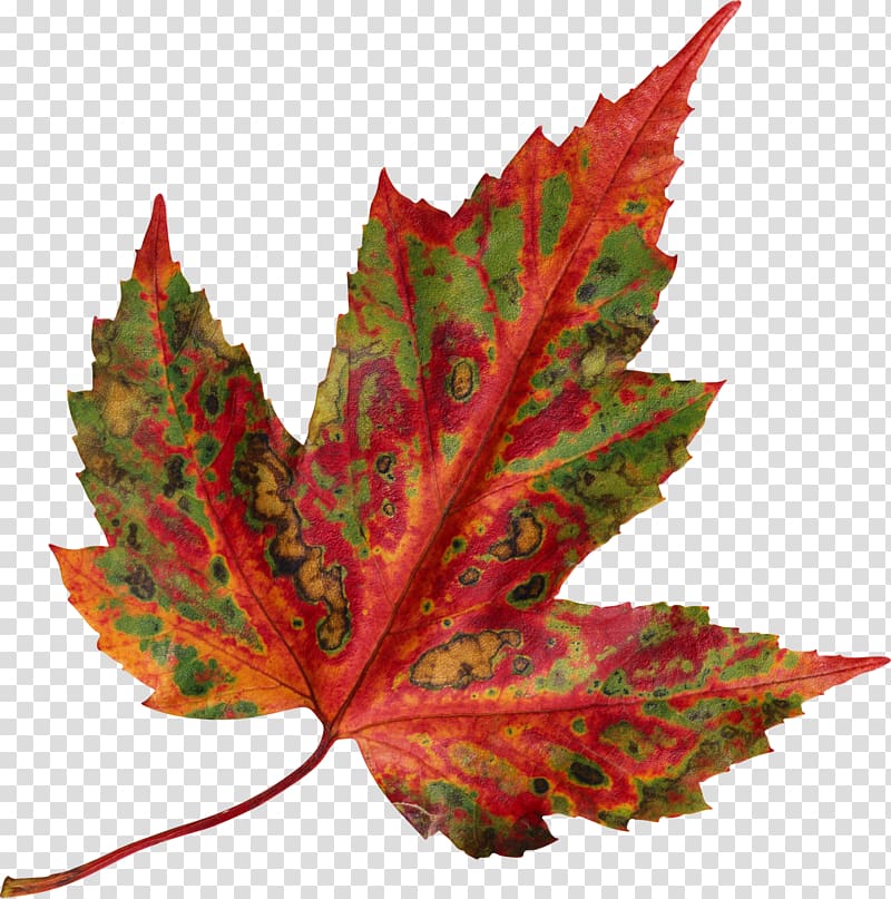 Red maple Autumn leaf color Maple leaf, autumn leaves transparent background PNG clipart