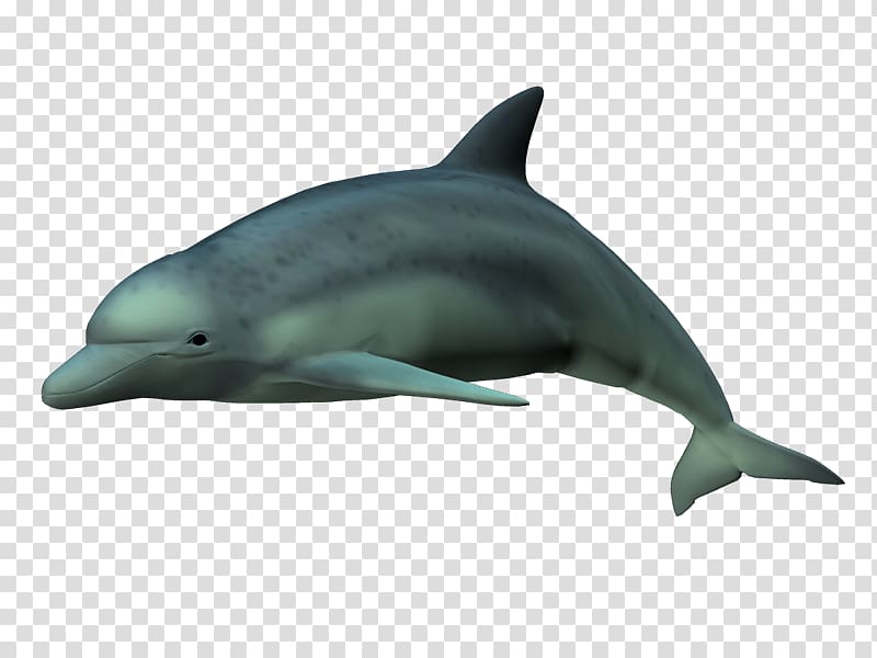 Spinner dolphin Short-beaked common dolphin Common bottlenose dolphin Striped dolphin Rough-toothed dolphin, delfines transparent background PNG clipart