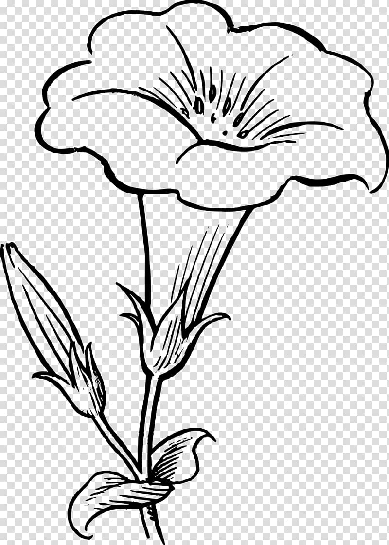 Drawing Flower Line art , flower Drawing transparent background PNG clipart