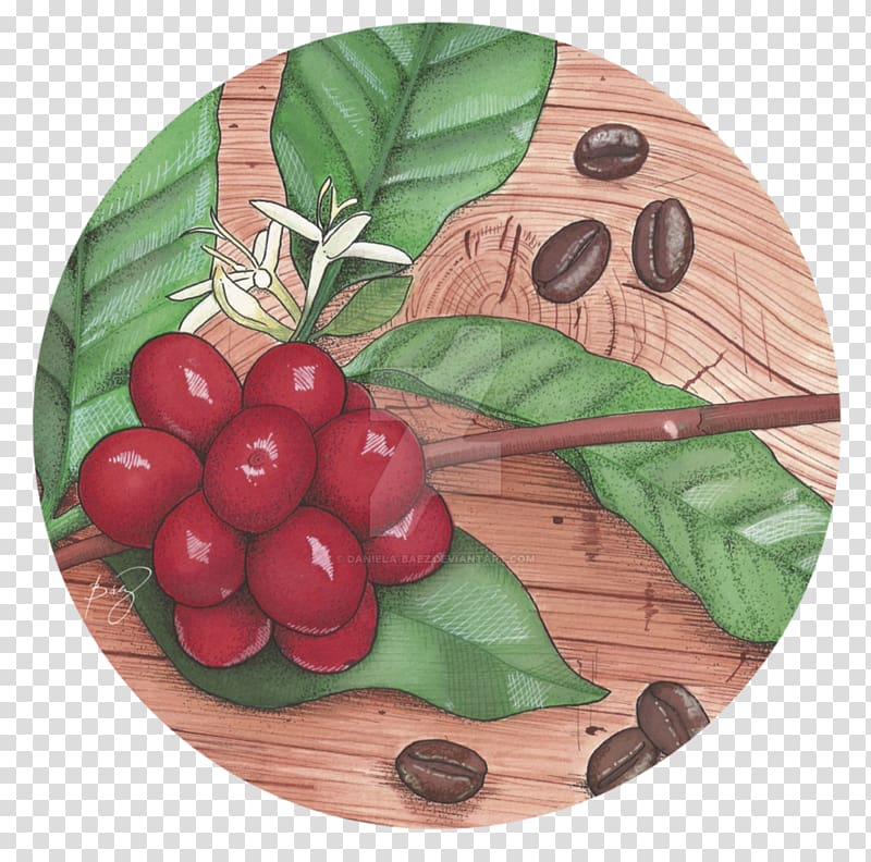 Cranberry Arabica coffee Art Deco, coffee seed transparent background PNG clipart