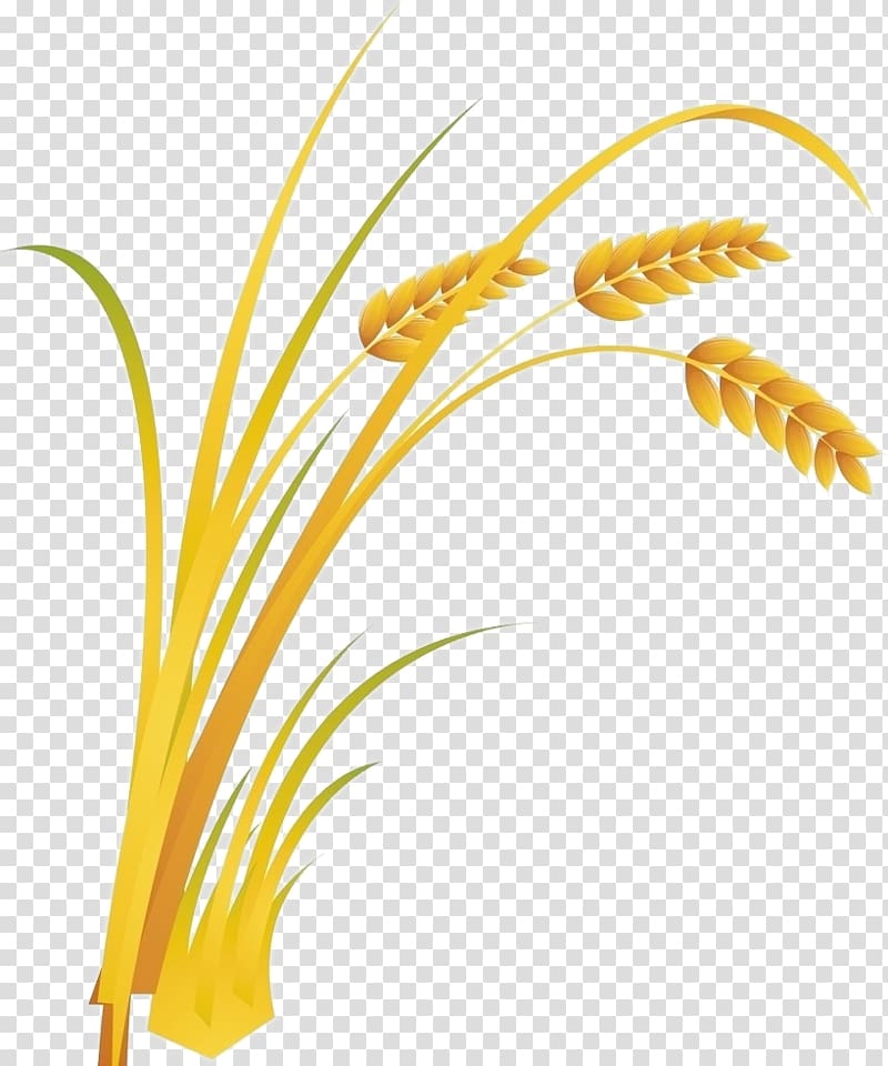 Rice Cartoon Food, Wheat transparent background PNG clipart