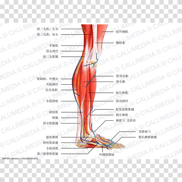 Human leg Muscle Knee Nerve Crus, arm transparent background PNG clipart