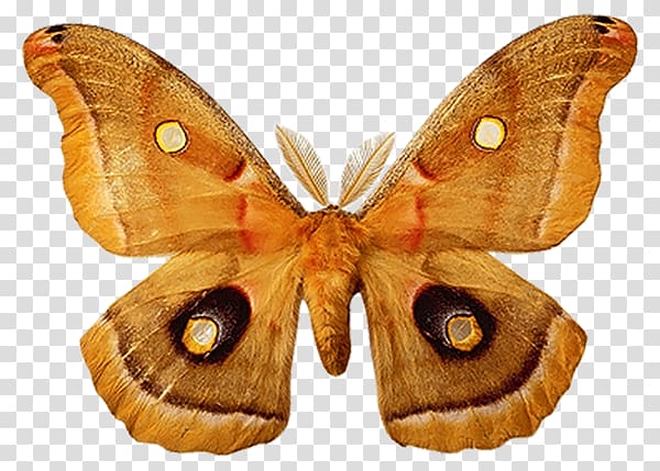 Desktop Butterfly, butterfly transparent background PNG clipart