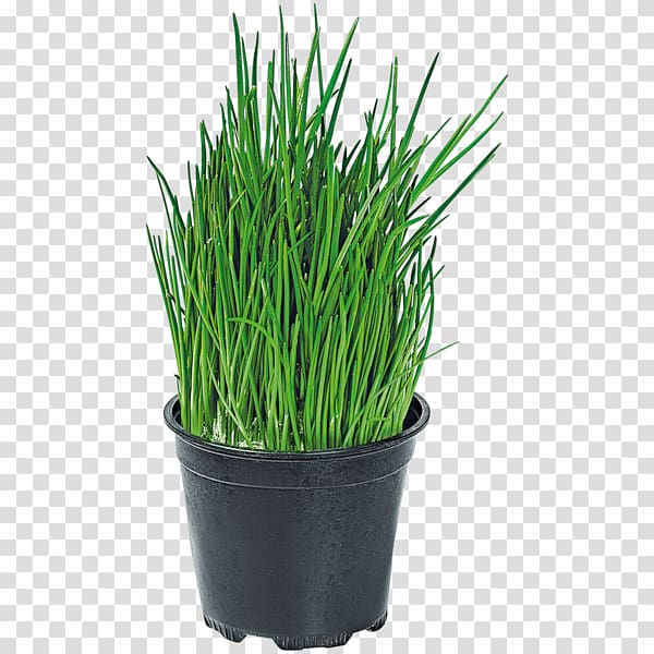 Sweet Grass Garlic chives Seed, chive transparent background PNG clipart