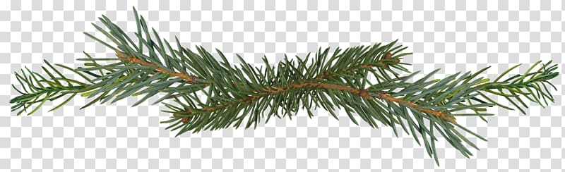 Spruce Pine Conifer cone Fir Conifers, pine branches transparent background PNG clipart