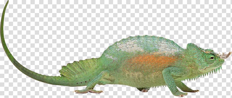 Chameleons Lizard Reptile Chameleon, chameleon, lizard transparent background PNG clipart