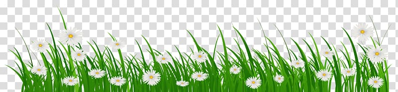 Flower Grasses , spring banner transparent background PNG clipart