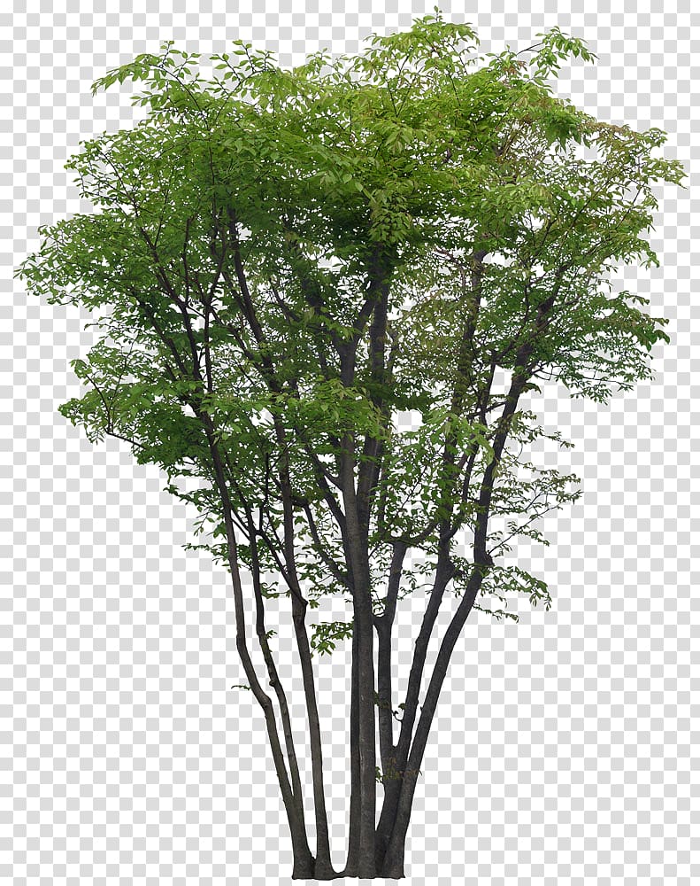 green-leafed tree, Tree Garden Landscape Greening, Decorative pattern transparent background PNG clipart