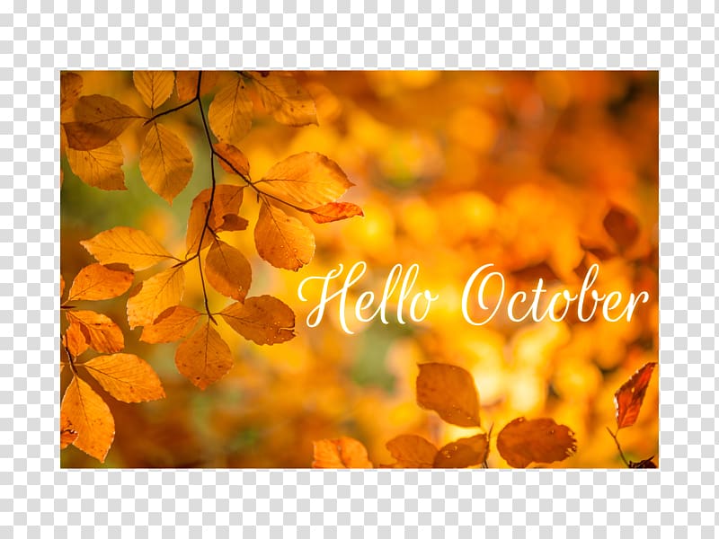 European beech Leaf Broad-leaved tree Autumn Text, Hello september transparent background PNG clipart