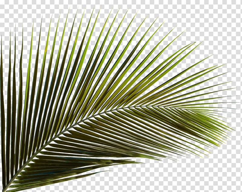 Arecaceae Leaf Palm branch Areca palm Coconut, Green coconut leaves, green palm leaf transparent background PNG clipart