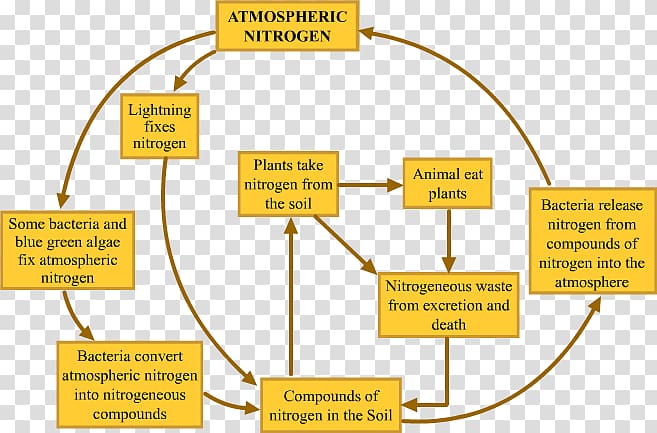 Nitrogen cycle Wiring diagram Microorganism Electrical Wires & Cable, calvin cycle examples transparent background PNG clipart