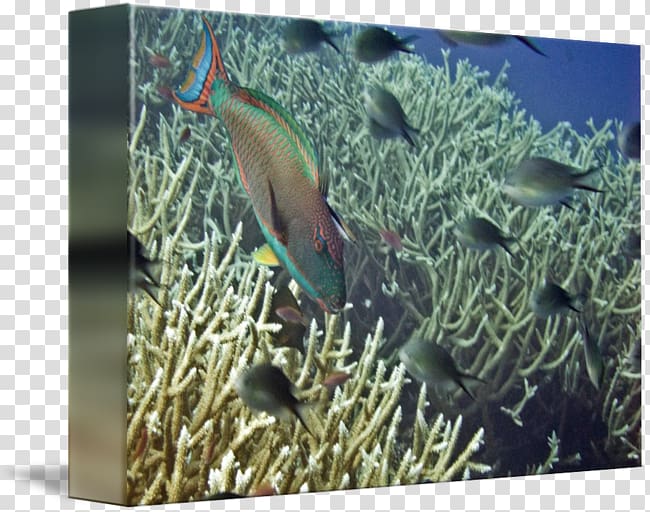 Stony corals Coral reef fish Ecosystem Marine biology, others transparent background PNG clipart