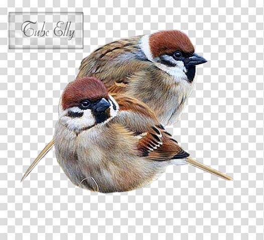 Bird House Sparrow Painting Drawing Art, Bird transparent background PNG clipart