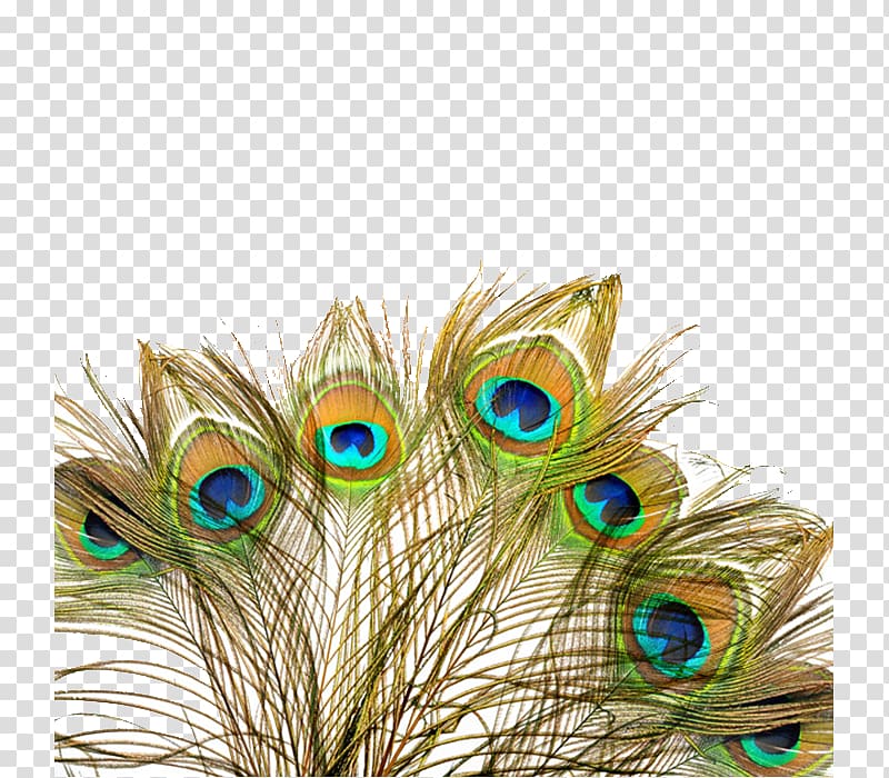 yellow, blue, and green peacock feather, Peafowl Feather Wedding invitation Bird, Peacock fan transparent background PNG clipart