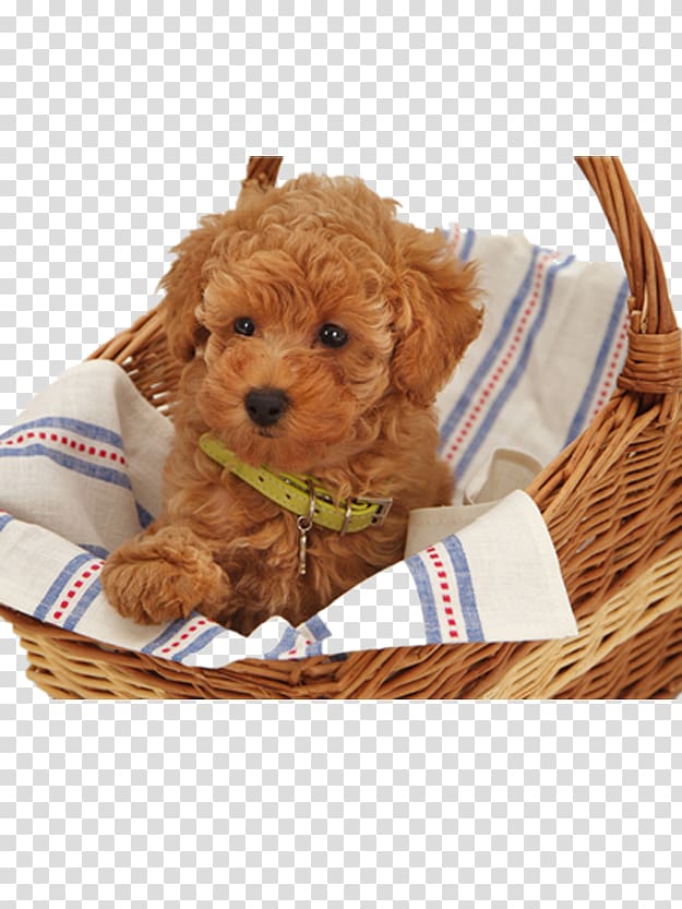 Toy Poodle Tibetan Mastiff Standard Poodle Maltese dog, Puppy inside a bamboo basket transparent background PNG clipart