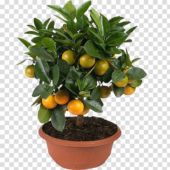 Kumquat Mandarin orange Clementine Tangerine Rangpur, tree transparent background PNG clipart