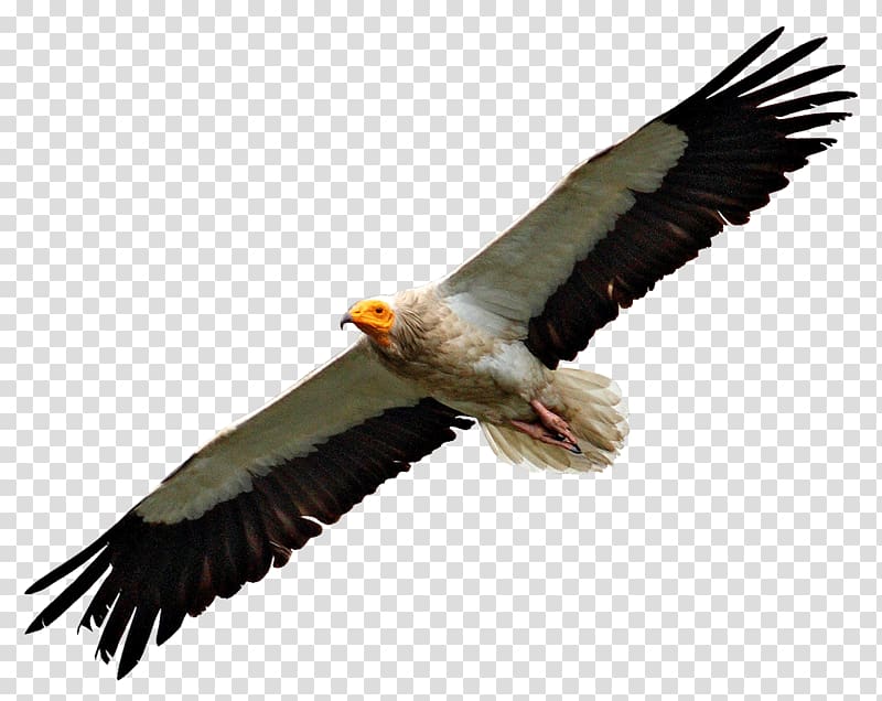 brown and white eagle, Egyptian Vulture Flying transparent background PNG clipart