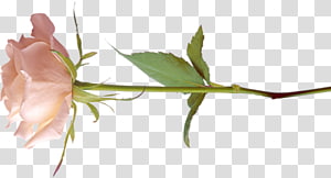 Blog Flower, flower transparent background PNG clipart thumbnail