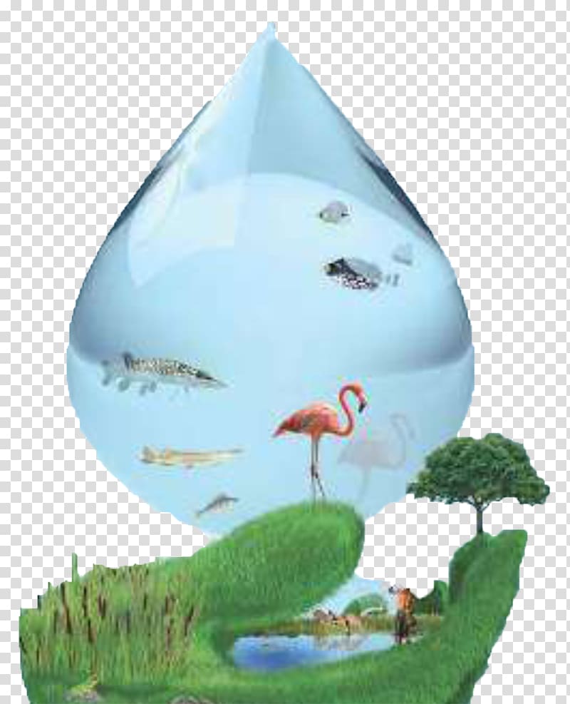 World Wetlands Day Ramsar, Mazandaran World Water Day, water transparent background PNG clipart