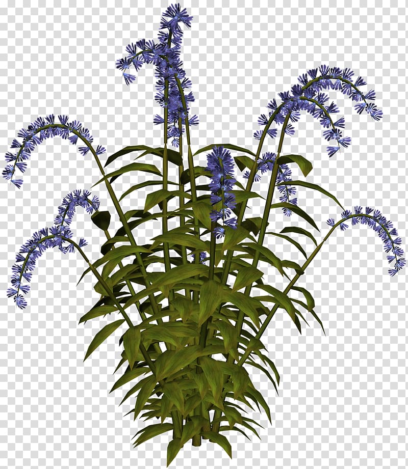 IFolder Flowering plant Plant stem, flower transparent background PNG clipart
