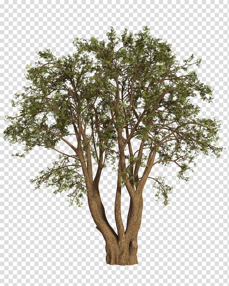 Tree Shrub Oak Willow, tree transparent background PNG clipart