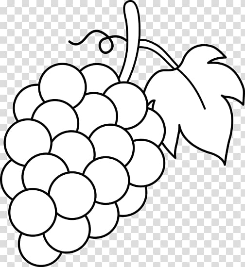 Fresh green grapes in vine simple drawing Vector Image
