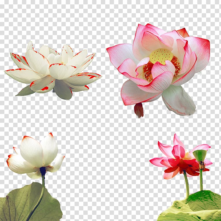 Nelumbo nucifera Petal, All kinds of lotus transparent background PNG clipart