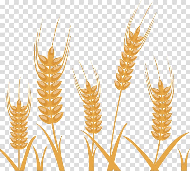 Wheat Illustration, Wheat pattern material exquisite design transparent background PNG clipart