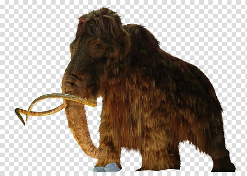 Woolly mammoth Woolly rhinoceros Columbian mammoth Elasmotherium Extinction, graph transparent background PNG clipart