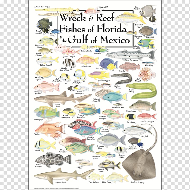 Gulf of Mexico Southwest Florida Coral reef fish, reef transparent background PNG clipart