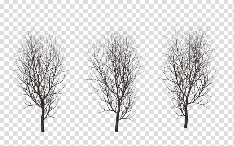 three black trees withouts leaves, Drawing Trees Branch Plant, winter tree transparent background PNG clipart