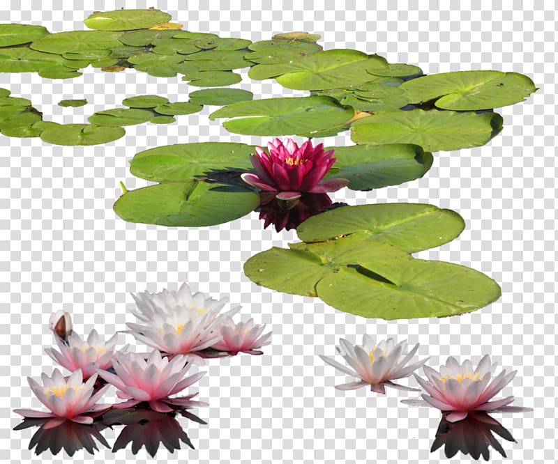 pink and white lotus flowers and green lily pods illustration, Petal Leaf Flowerpot, Water Lily transparent background PNG clipart