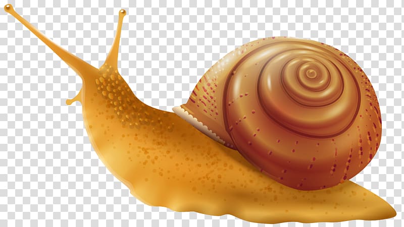 Snail Gastropod shell Drawing , snails transparent background PNG clipart