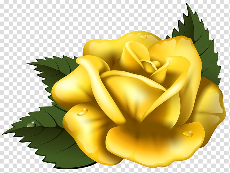 yellow rose illustration, Rose Yellow , Large Yellow Rose transparent background PNG clipart
