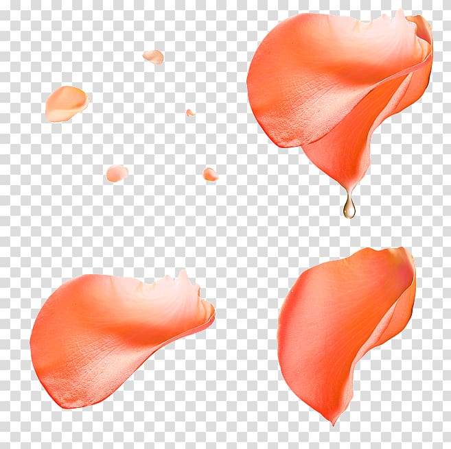 four orange flower petals , Beach rose Petal Flower Pink, Orange petals water droplets floating material transparent background PNG clipart