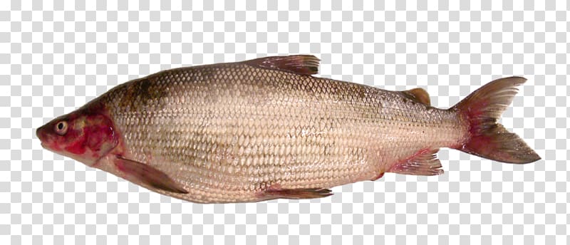 Northern red snapper Lake Champlain Lake whitefish, lake transparent background PNG clipart