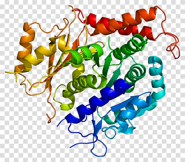Protein C Pericentriolar material TUBG2 Tubulin, chain gene transparent background PNG clipart