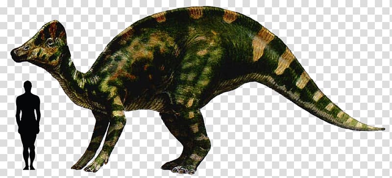 Hypacrosaurus Abelisaurus Riojasaurus Stegoceras Dinosaur, dinosaur transparent background PNG clipart